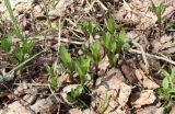 Saponaria officinalis