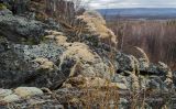 genus Calamagrostis. Верхушки плодоносящих побегов в осенней окраске. Башкортостан, Белорецкий р-н, Шигаевский сельсовет, окр. с. Узянбаш, курумы горы Кагаташ. 5 ноября 2021 г.