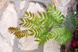 Calliandra haematocephala