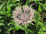 Centaurea willdenowii