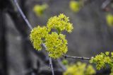 Acer platanoides. Соцветия. Самарская обл., национальный парк \"Самарская Лука\", гора Верблюд, склон горы, опушка широколиственного леса. 01.05.2021.