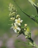 Verbascum lychnitis