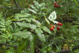 Sorbus sambucifolia