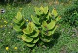 Veratrum lobelianum