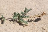 Astragalus olchonensis