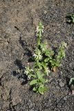 Stachys annua