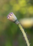 Papaver umbonatum