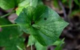 Viola mirabilis. Верхушка побега с нераскрывшимся плодом и личинкой клопа. Оренбургская обл., Кувандыкский гор. округ, заповедник \"Шайтан-Тау\", долина р. Сакмара, опушка смешанного леса. 05.07.2023.