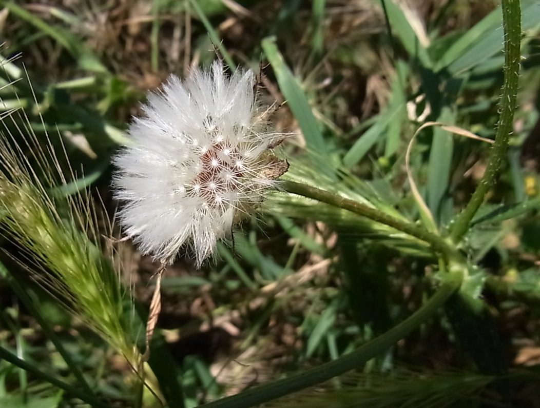 Изображение особи Helminthotheca echioides.