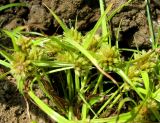 Cyperus michelianus