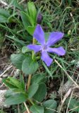 Vinca herbacea