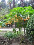 Brugmansia suaveolens