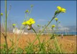 Diplotaxis tenuifolia. Соцветия с сидящей улиткой. Черноморское побережье Кавказа, Новороссийск, окр. Суджукской лагуны, сорный травостой. 27 сентября 2010 г.