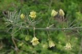 Asparagus officinalis