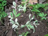 Corydalis solida. Растение с листьями аномального цвета. Украина, Киевская обл., Киево-Святошинский р-н, лесной заказник \"Жуков хутор\", дубовая роща в пойме р. Буча. 09.05.2011.