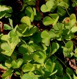 Marsilea quadrifolia