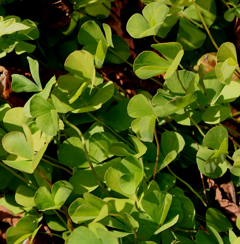 Image of Marsilea quadrifolia specimen.