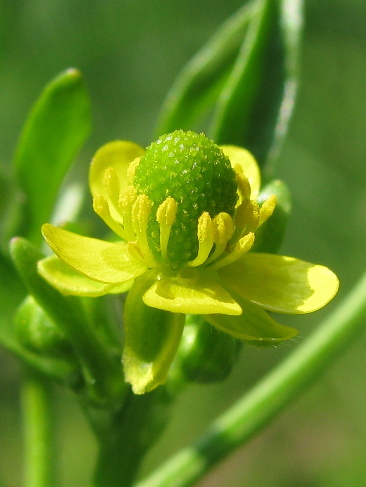 Изображение особи Ranunculus sceleratus.