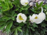 Anemone sylvestris