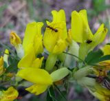 Chamaecytisus ruthenicus