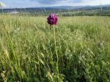 Allium rotundum