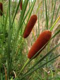 Typha laxmannii