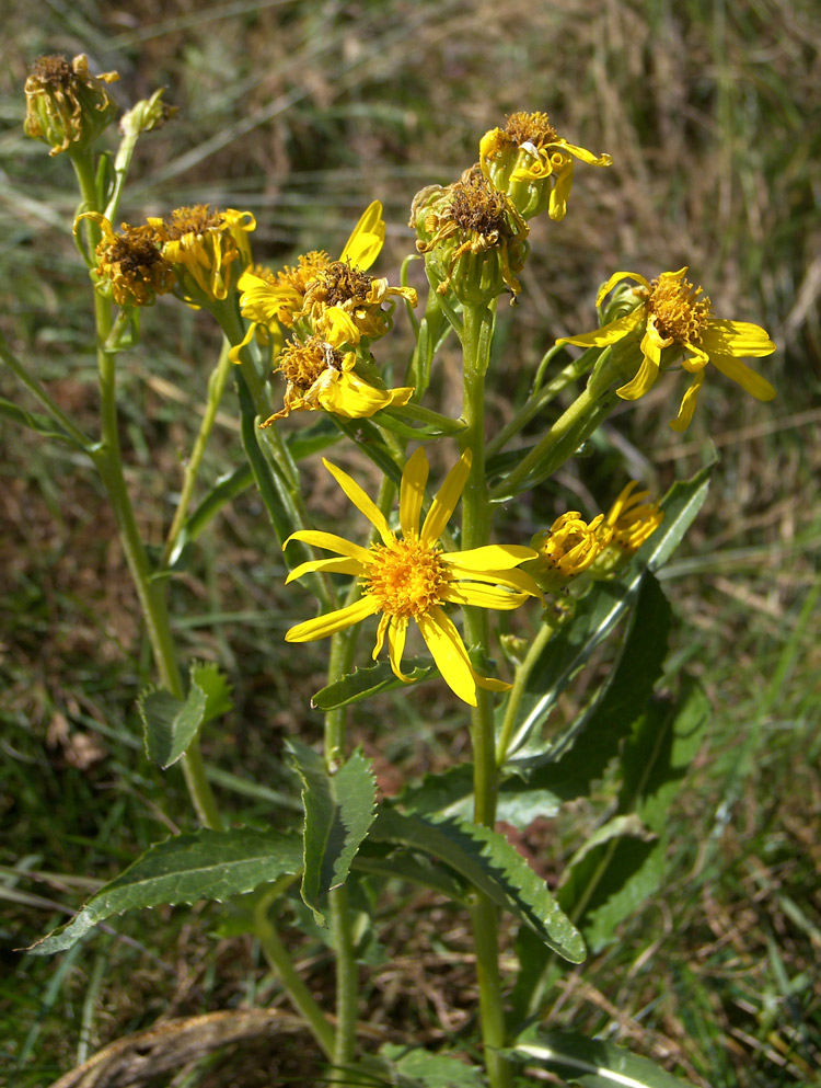 Изображение особи Senecio racemosus.