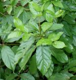 Cephalanthus occidentalis