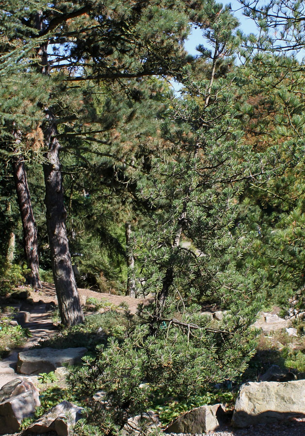 Image of Pinus thunbergii specimen.