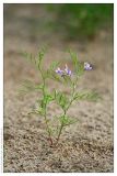 Astragalus arenarius