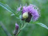 Serratula coronata. Соцветие с улиткой. Иркутская обл., окр. Иркутского вдхр. 09.08.2008.