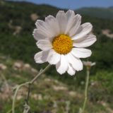 Pyrethrum poteriifolium. Соцветие. Краснодарский край, м/о г. Новороссийск, гора Большой Маркотх. 17.05.2014.