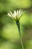 Tragopogon dubius