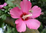 Hibiscus syriacus