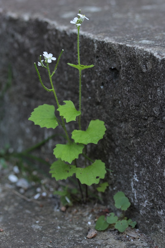 Image of Alliaria petiolata specimen.