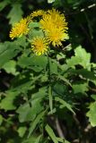 Hieracium umbellatum