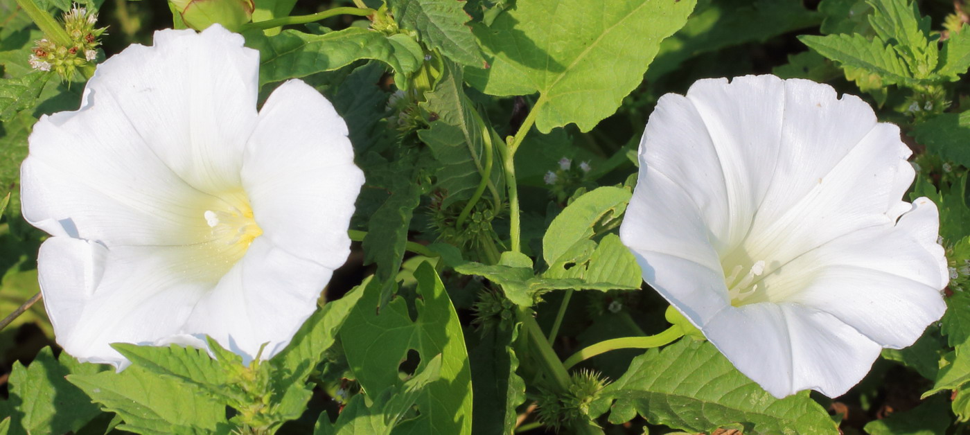 Изображение особи Calystegia sepium.