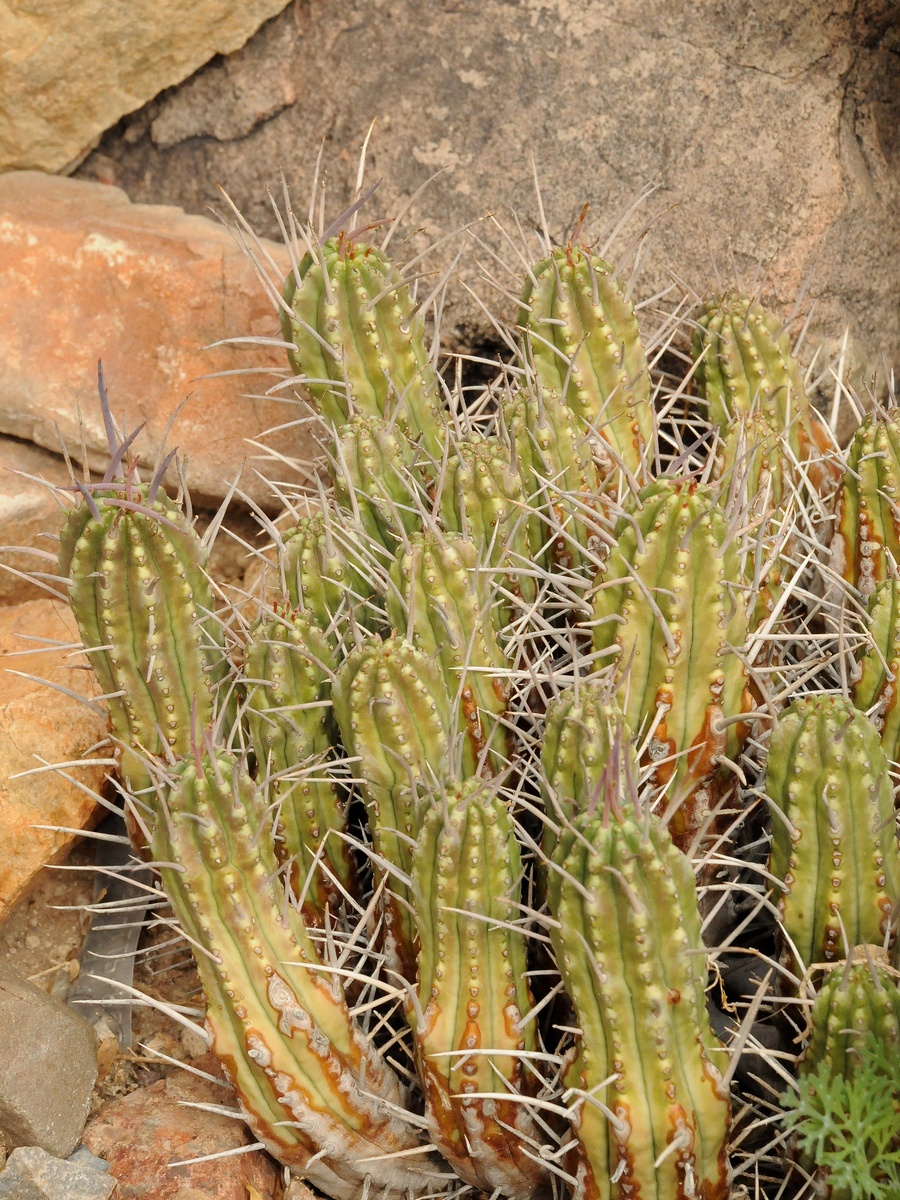 Image of Euphorbia ferox specimen.