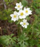 Anemonastrum protractum. Верхушка растения с цветками. Кыргызстан, Нарынская обл., левый берег р. Нарын, долина руч. Бурган-Суу. 05.06.2015.