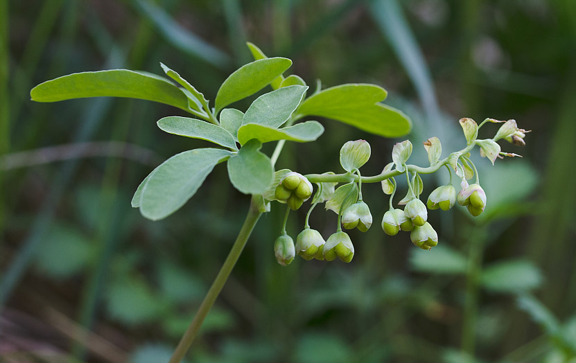 Изображение особи Gymnospermium altaicum.