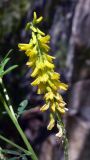 Melilotus officinalis