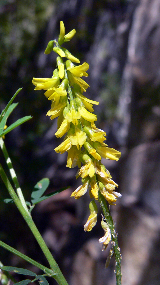 Изображение особи Melilotus officinalis.