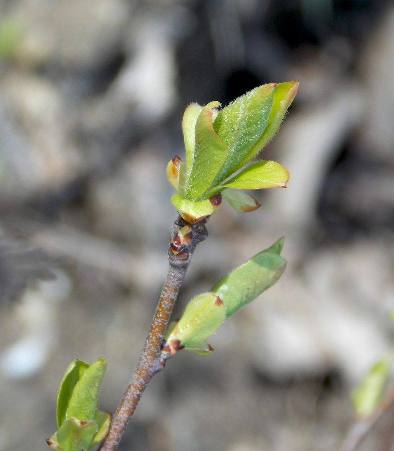 Image of Mespilus germanica specimen.