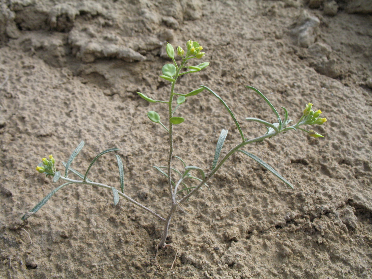 Изображение особи Meniocus linifolius.