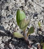 Clematis integrifolia