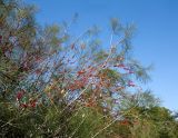 Hakea orthorrhyncha