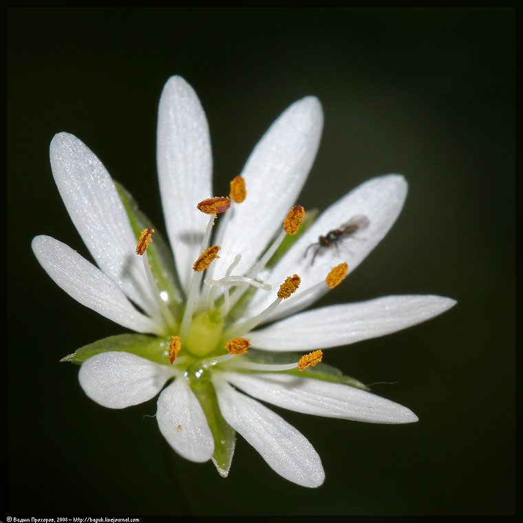 Изображение особи Stellaria graminea.