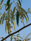 Elaeagnus angustifolia