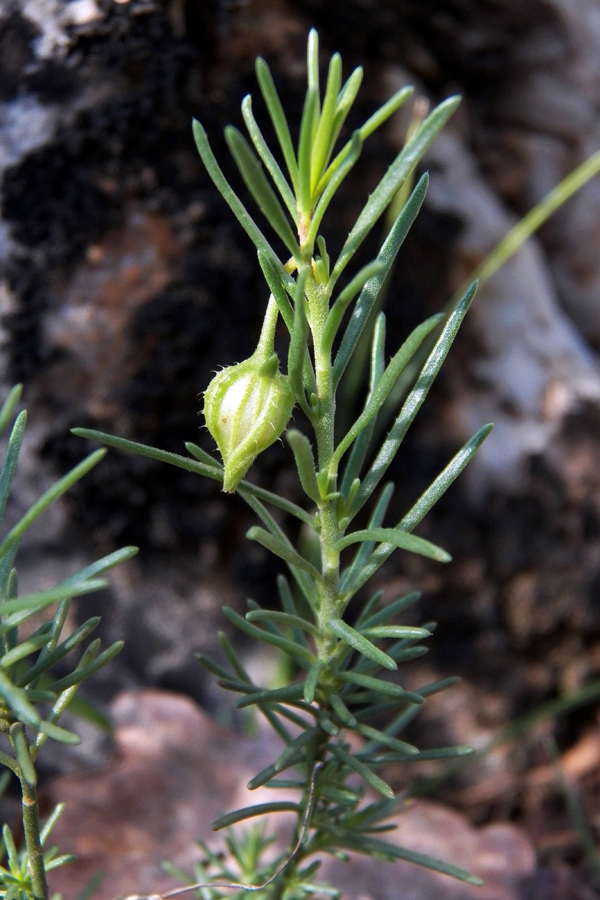 Изображение особи Fumana procumbens.