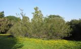 Grevillea hodgei